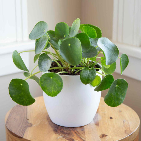 Planta Banilor (Pilea Peperomioides) - 25 cm