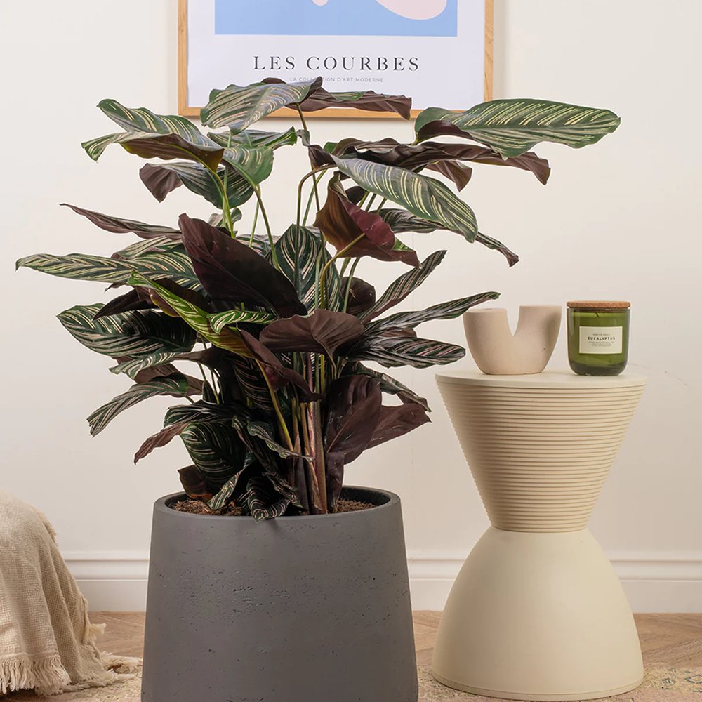 Молещото се растение (Calathea Ornata) - 50-60 см