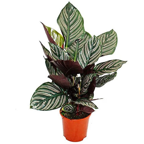 Молещото се растение (Calathea Ornata) - 50-60 см