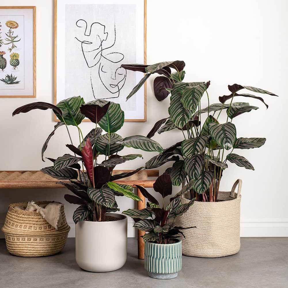 Молещото се растение (Calathea Ornata) - 50-60 см
