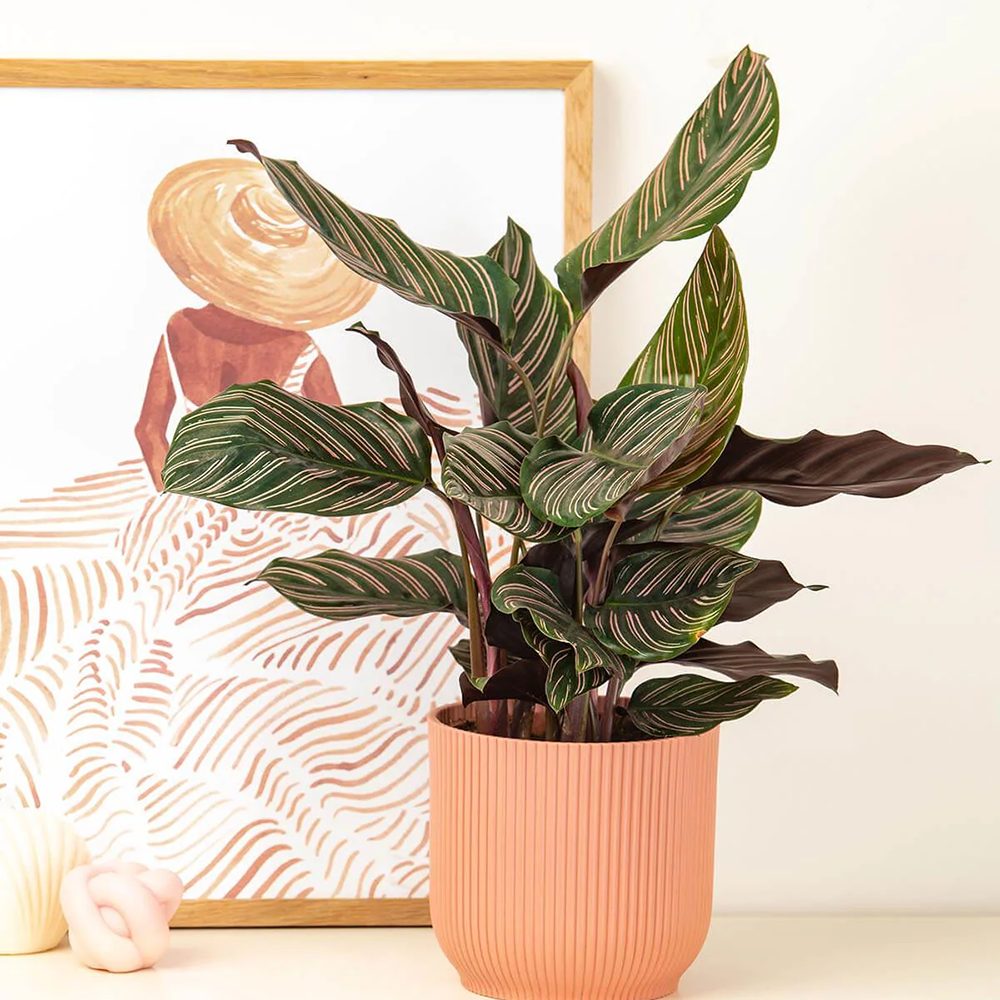 Молещото се растение (Calathea Ornata) - 50-60 см