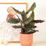 Молещото се растение (Calathea Ornata) - 50-60 см