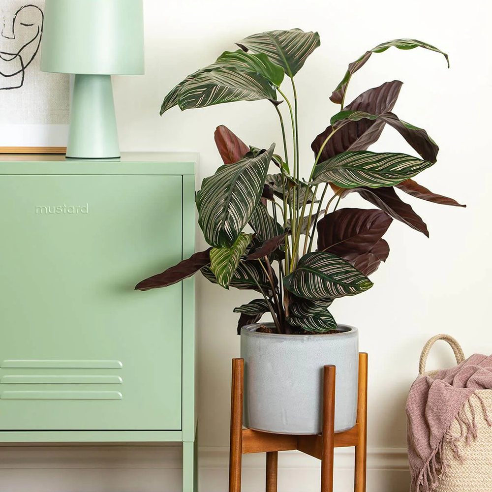 Молещото се растение (Calathea Ornata) - 50-60 см