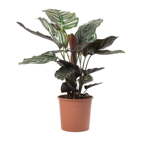 Молещото се растение (Calathea Ornata) - 50-60 см