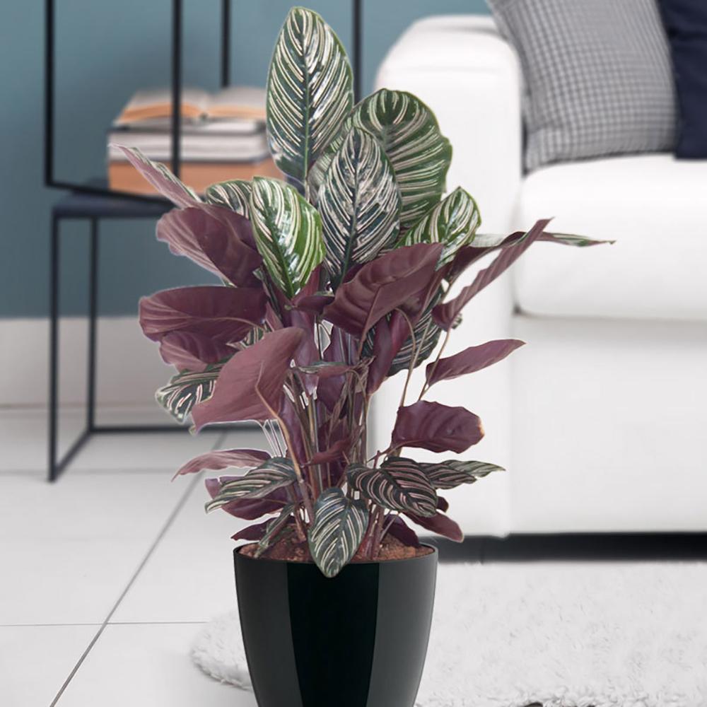 Молещото се растение (Calathea Ornata) - 50-60 см