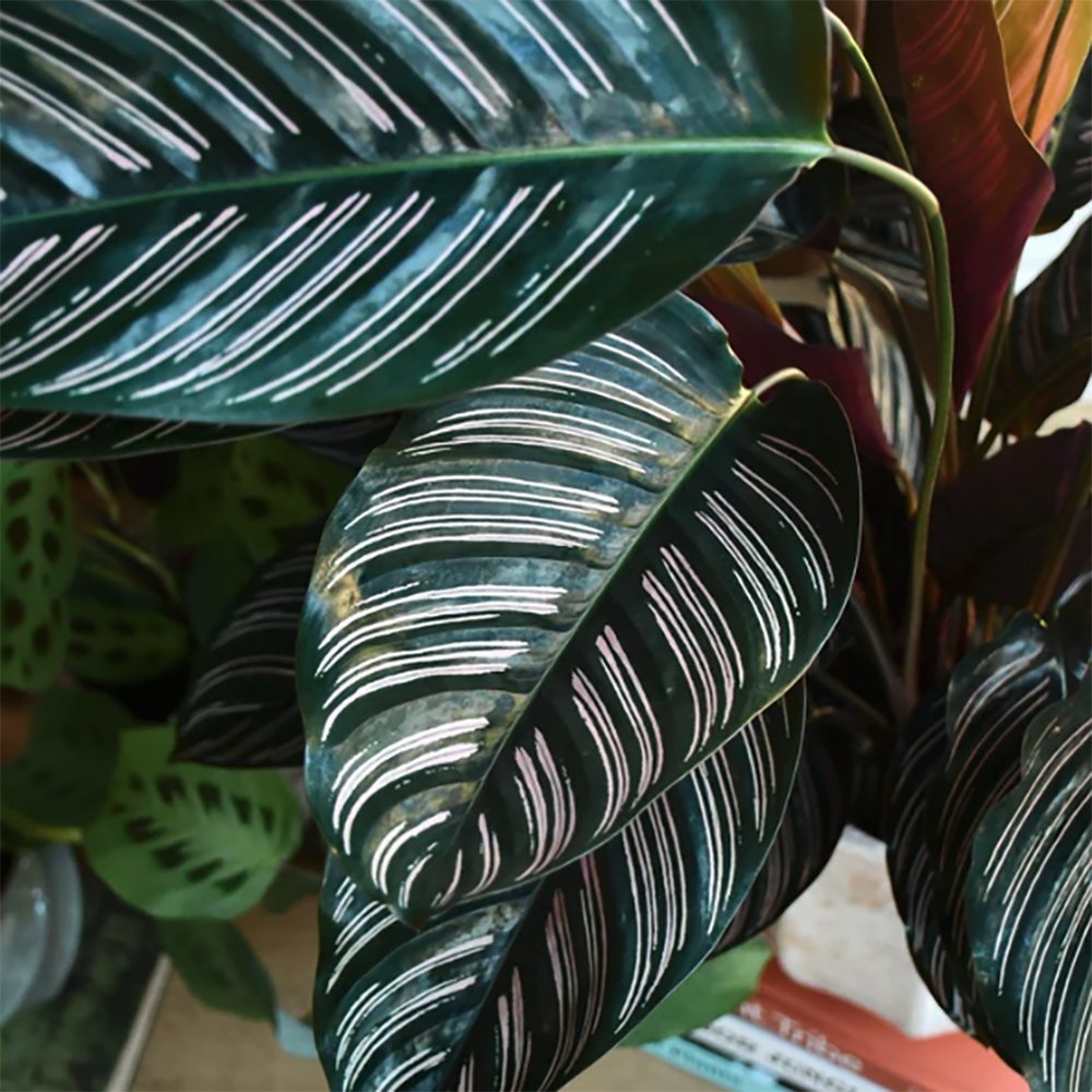 Молещото се растение (Calathea Ornata) - 50-60 см