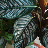 Молещото се растение (Calathea Ornata) - 50-60 см