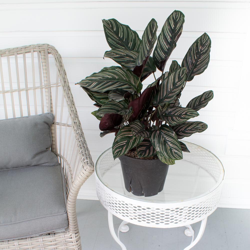 Молещото се растение (Calathea Ornata) - 50-60 см