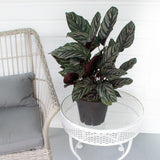 Молещото се растение (Calathea Ornata) - 50-60 см