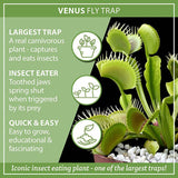 Planta carnivora Capcana lui Venus (Dionaea muscipula) - 20 cm