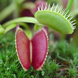 Хищно растение Венерина мухоловка (Dionaea muscipula) – стайно растение с активни капани за насекоми, 10 см