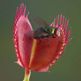Planta carnivora Capcana lui Venus (Dionaea muscipula) - 20 cm