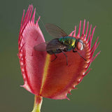 Хищно растение Венерина мухоловка (Dionaea muscipula) – стайно растение с активни капани за насекоми, 10 см