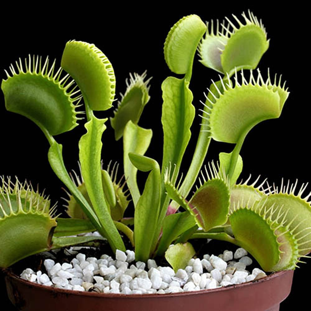 Хищно растение Венерина мухоловка (Dionaea muscipula) – стайно растение с активни капани за насекоми, 10 см