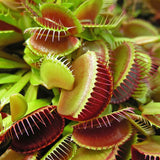 Хищно растение Венерина мухоловка (Dionaea muscipula) – стайно растение с активни капани за насекоми, 10 см