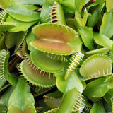 Хищно растение Венерина мухоловка (Dionaea muscipula) – стайно растение с активни капани за насекоми, 10 см