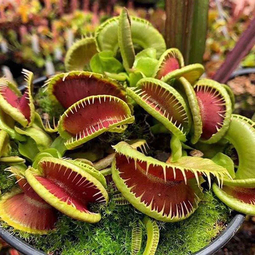 Хищно растение Венерина мухоловка (Dionaea muscipula) – стайно растение с активни капани за насекоми, 10 см