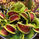 Хищно растение Венерина мухоловка (Dionaea muscipula) – стайно растение с активни капани за насекоми, 10 см