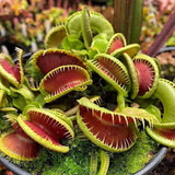 Planta carnivora Capcana lui Venus (Dionaea muscipula) - 20 cm