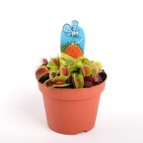 Planta carnivora Capcana lui Venus (Dionaea muscipula) - 20 cm
