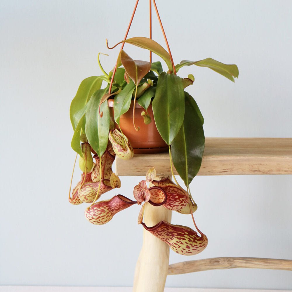 Хищно растение (Nepenthes) Alata Monkey Jars - 30-40 см