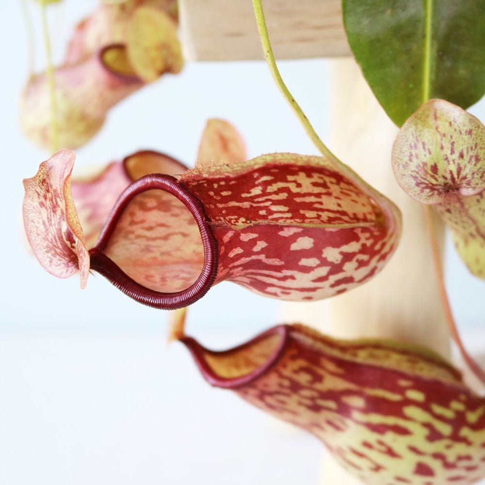 Хищно растение (Nepenthes) Alata Monkey Jars - 30-40 см