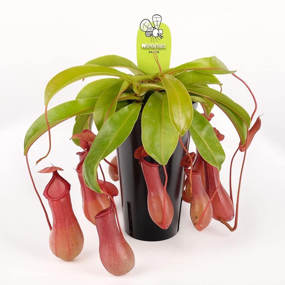 Planta Carnivora (Nepenthes) Alata, capcanele in forma de ulcior - 40 cm