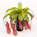 Planta Carnivora (Nepenthes) Alata Monkey Jars- 40 cm