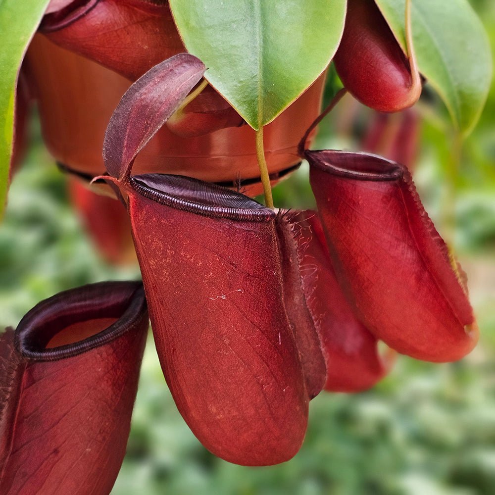 Planta Carnivora (Nepenthes) Alata, capcanele in forma de ulcior - 40 cm