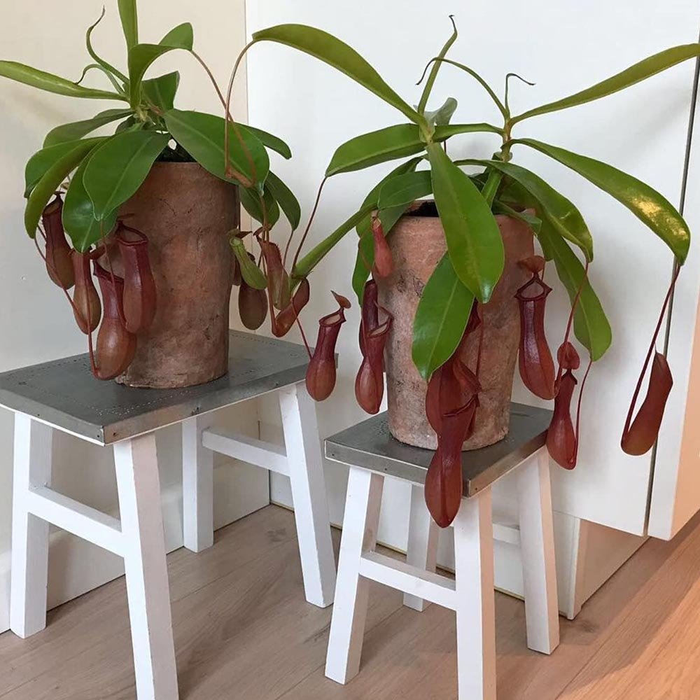 Planta Carnivora (Nepenthes) Alata Monkey Jars- 40 cm