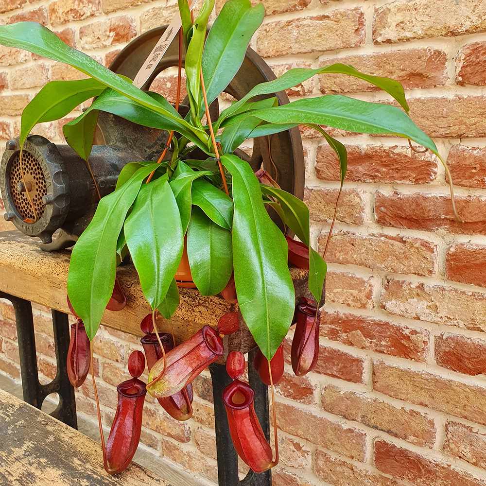 Хищно растение (Nepenthes) Alata Monkey Jars - 30-40 см