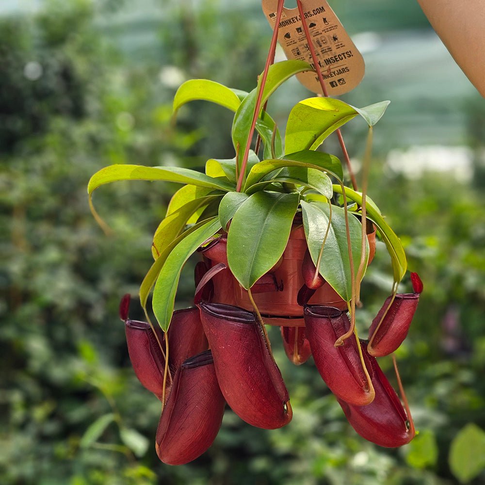 Planta Carnivora (Nepenthes) Alata Monkey Jars - 40 cm - VERDENA - 45 cm inaltime, ghiveci de 1.5 l