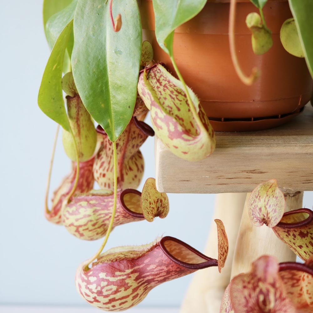 Planta Carnivora (Nepenthes) Alata Monkey Jars- 40 cm