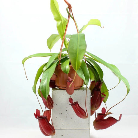 Planta Carnivora (Nepenthes) Alata, capcanele in forma de ulcior - 40 cm