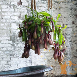 Хищно растение (Nepenthes) Alata Monkey Jars - 30-40 см