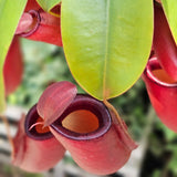 Planta Carnivora (Nepenthes) Alata Monkey Jars- 40 cm