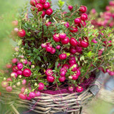 Planta cu Fructe Decorative Rosii (Gaultheria mucronata Red)