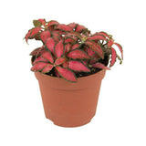 Planta cu Piele de Sarpe Fittonia Forest Flame - VERDENA-20 cm inaltime, livrat in ghiveci de 1.2 l