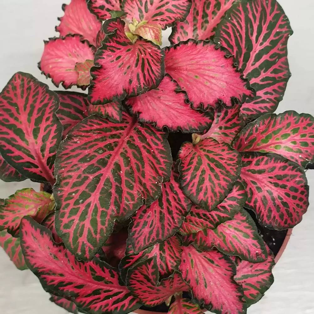 Planta cu Piele de Sarpe Fittonia Forest Flame - VERDENA-20 cm inaltime, livrat in ghiveci de 1.2 l