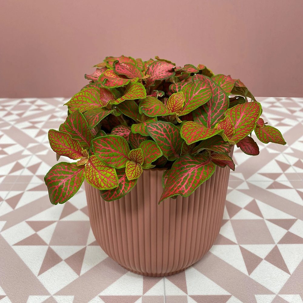 Planta cu Piele de Sarpe Fittonia Ruby Lime, frunze verzi si nervuri rosii