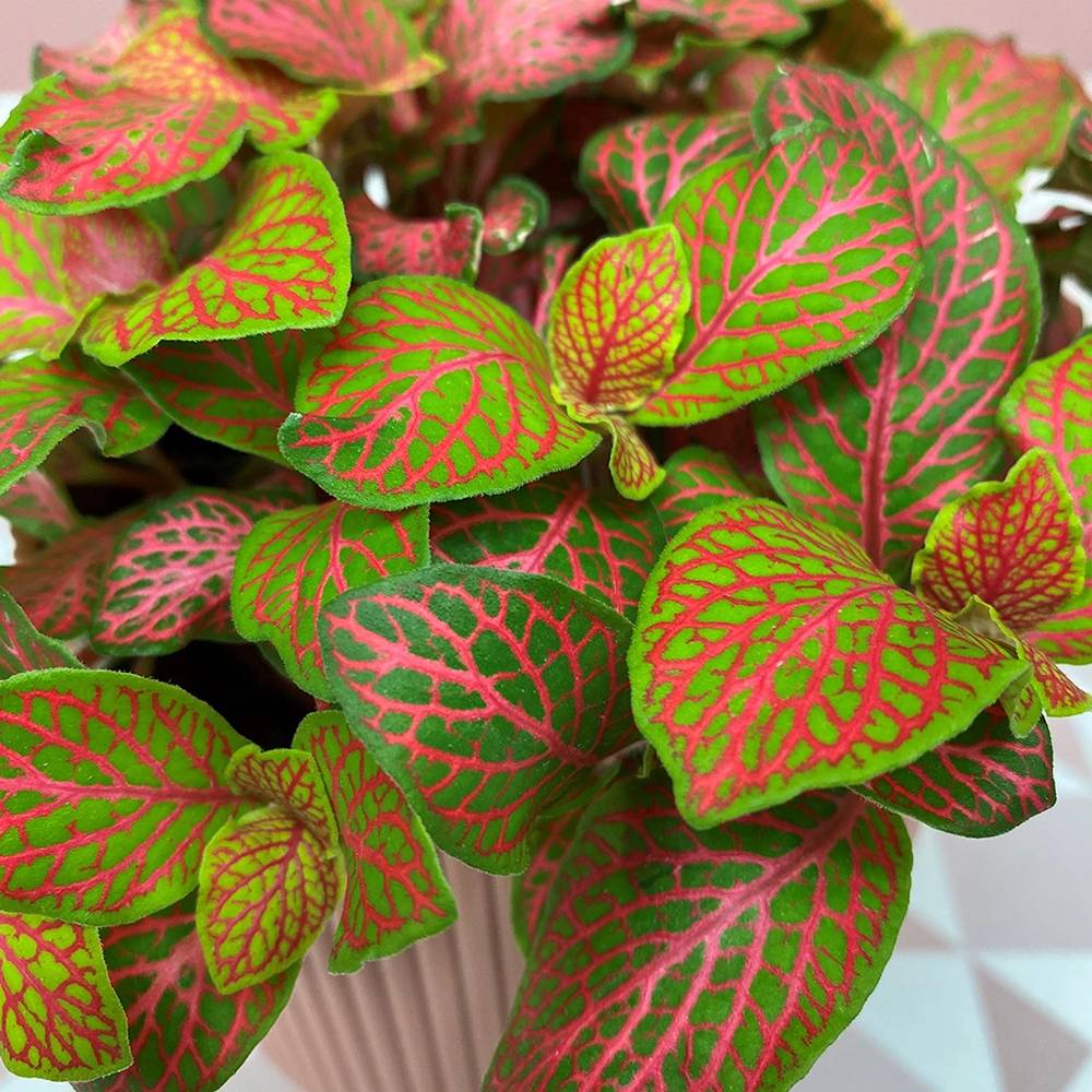 Planta cu Piele de Sarpe Fittonia Ruby Lime, frunze verzi si nervuri rosii