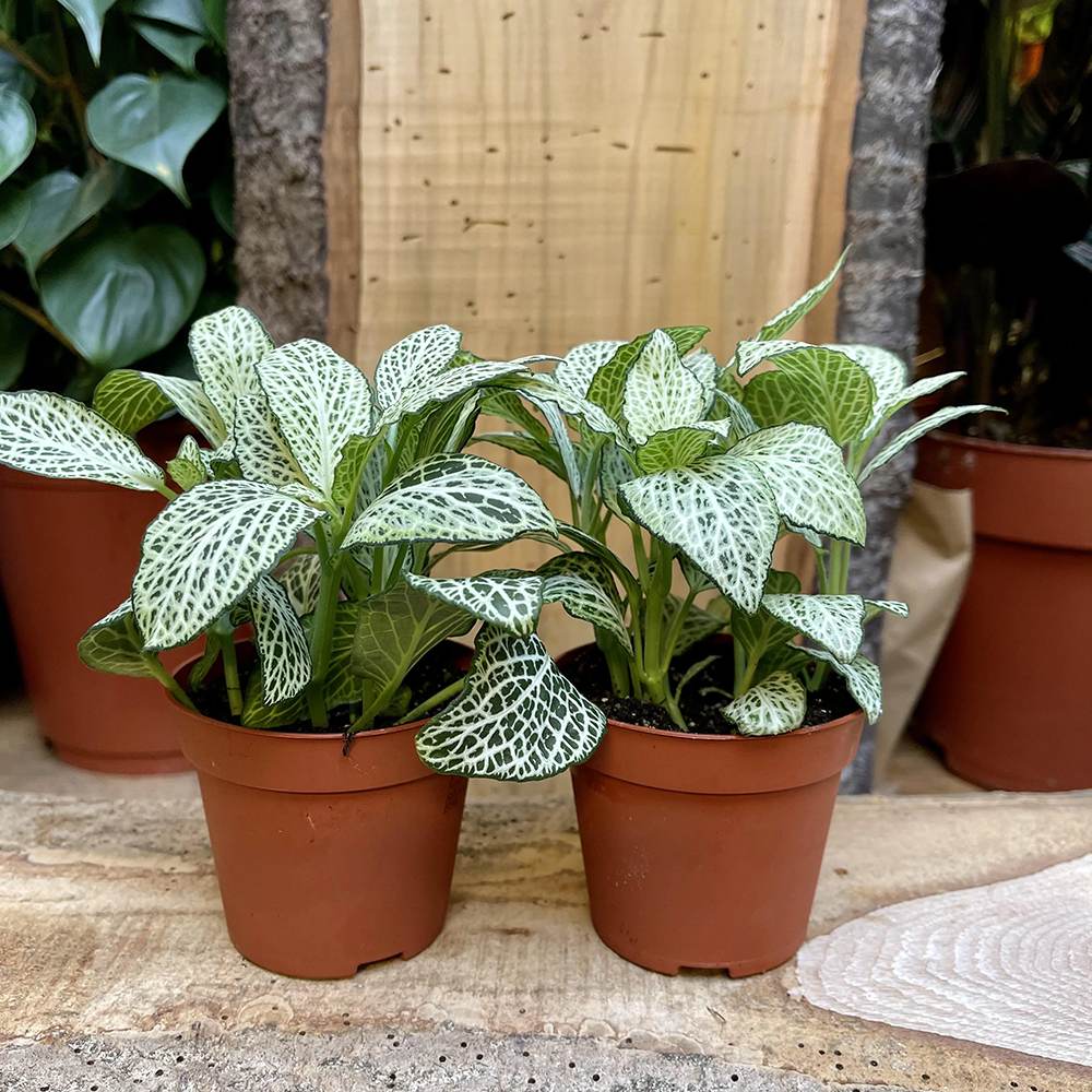 Planta cu Piele de Sarpe Fittonia White Anne, frunze verzi cu nervuri albe