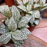 Planta cu Piele de Sarpe Fittonia White Anne, frunze verzi cu nervuri albe