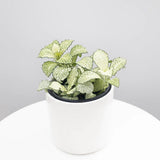 Planta cu Piele de Sarpe Fittonia White Anne, frunze verzi cu nervuri albe