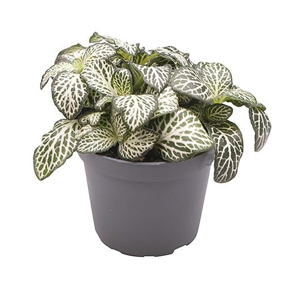 Planta cu Piele de Sarpe Fittonia White Joly Josan, cu frunze verzi si nervuri albe