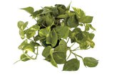 Iedera diavolului Curgatoare Epipremnum Aureum - 35-45 cm
