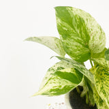 Iedera diavolului Curgatoare (Epipremnum) Marble Queen - 30 cm