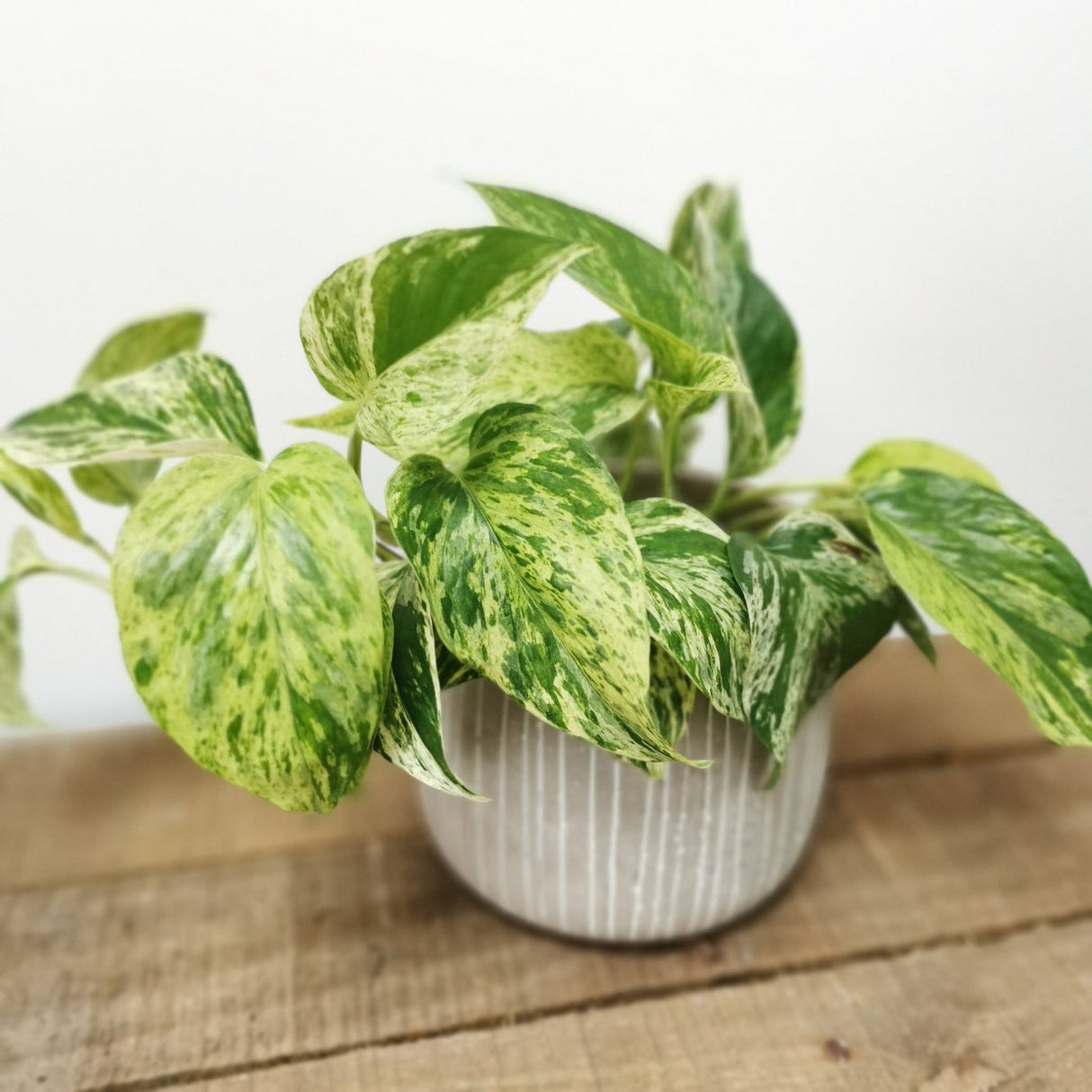 Iedera diavolului Curgatoare (Epipremnum) Marble Queen - 30 cm