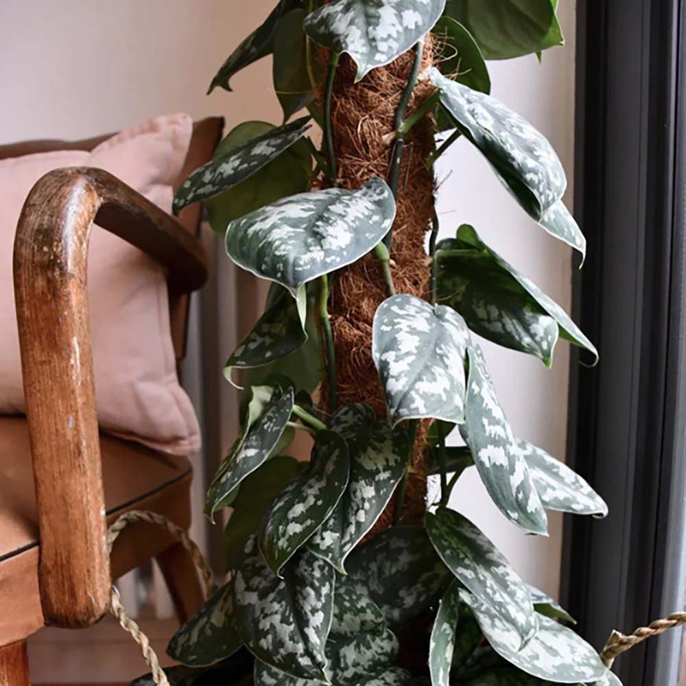 Iedera diavolului Curgatoare Epipremnum Silvery Ann - 40 cm