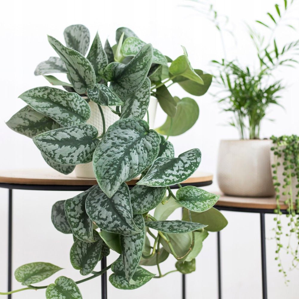 Planta Curgatoare (Scindapsus) Pictus Trebie - 25 cm